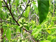 Cao Bằng: Khảo nghiệm giống giổi ăn hạt